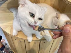 -Heymao猫咖.咖啡厅(东门店)
