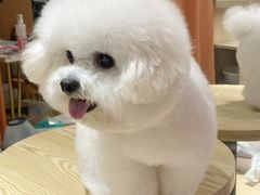 -守诺宠物医院·眼科· 特色牙科·异宠专科(虹口店)