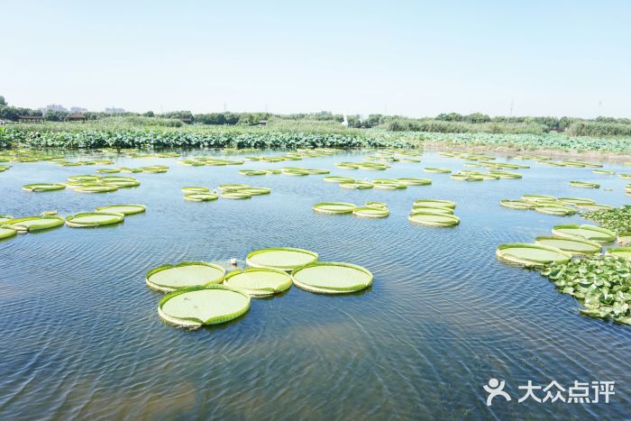 荷塘月色湿地公园·向阳花洲景点图片