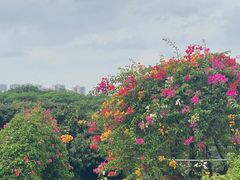 -东莞植物园