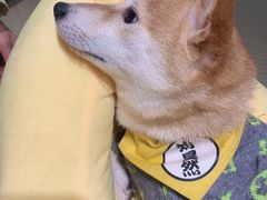 -逗柴咖啡屋·狗咖猫咖宠物桌游