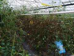 -上膳源有机农场