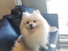 -百好乐宠物友好餐厅(朝外大街店)