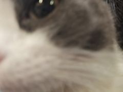 -飞行喵MR PILOT|猫舍·猫咖(静安大融城店)