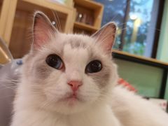 -Bastet sally猫舍购宠(静安店)