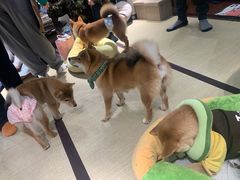 -逗柴咖啡屋·狗咖猫咖宠物桌游