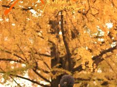 -四川大学(望江校区)