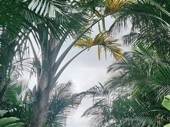 -新加坡植物园