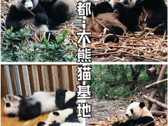 -成都大熊猫繁育研究基地