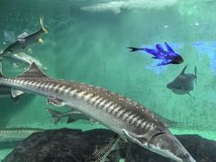 -太平洋海底世界