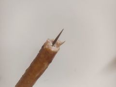 -丰豪烧烤·粤式大排档(学府店)