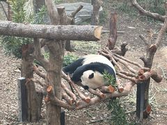 -鸡鸣汤包(红山动物园店)