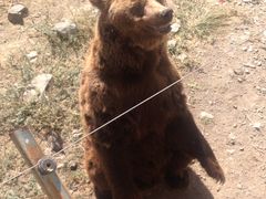 -新疆天山野生动物园