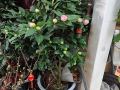 -三旗百汇商品城