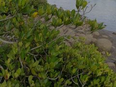 -东寨港红树林旅游区