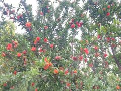 -洛阳白云山景区