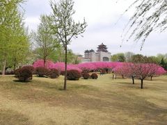 -莲花池公园