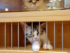 -猫猫幼稚园·撸猫·桌游·电玩