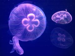 -石家庄极地海洋世界