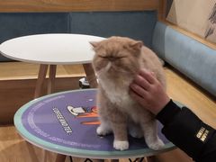 -滚猫咖啡·猫咖·猫友好撸猫(未来城店)