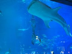 -烟台海昌鲸鲨海洋公园
