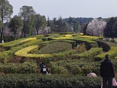 -铁山坪森林公园