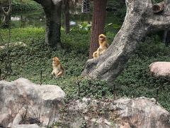 -深圳野生动物园