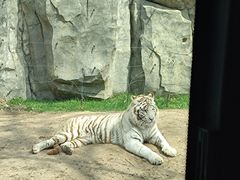 -北京野生动物园