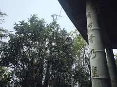 -缙云山景区