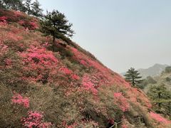 -木兰云雾山