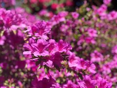 -墨尔本皇家植物园