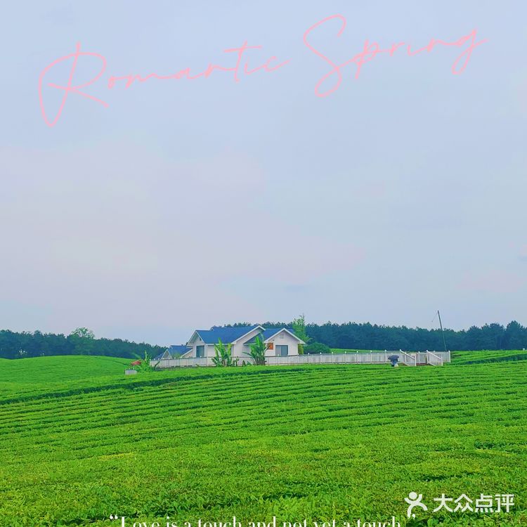 位于花溪的羊艾茶场，非常推荐大家伙去看看