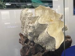 -贝壳王国博物馆