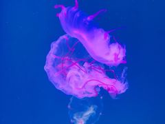 -广州海洋馆