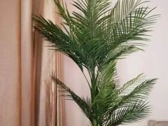 -健龙阁男士健康管理(爱联店)