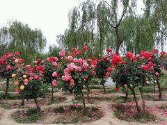 -咸阳湖景区-古渡公园