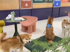 -帕帕拉兹宠物(亚洲旗舰店)