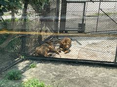 -深圳野生动物园