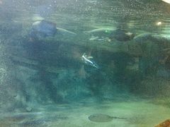 -烟台海昌鲸鲨海洋公园