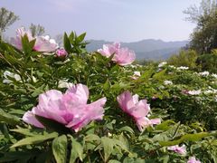 -盛世牡丹苑生态文化旅游区
