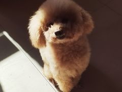 -化州大众美食城(宝安老牌店)