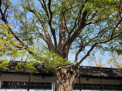 -苏州文庙(姑苏区)