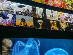 -上海海洋水族馆