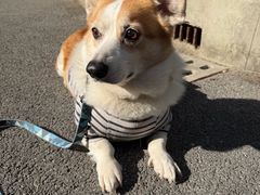 -轮慈净素包子(长寿路店)
