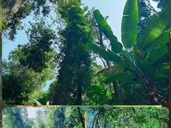 -中国科学院西双版纳热带植物园