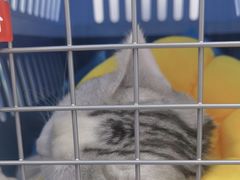 -纳吉亚猫专科动物诊疗中心(蒋宅口分院)