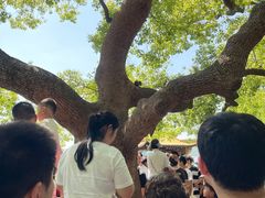 -西湖游船