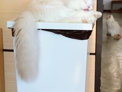 -瞄一喵猫咖(格力海岸店)
