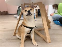 -浣熊柯尔鸭土拨鼠·电玩咖