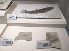 -辽宁古生物博物馆
